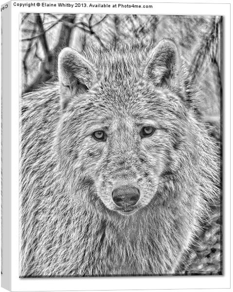 Arctic Wolf Canvas Print by Elaine Whitby
