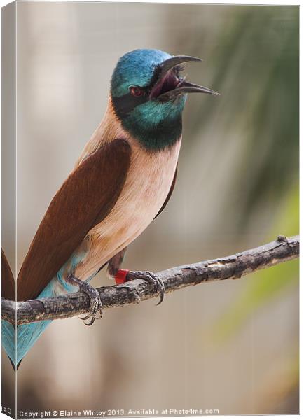 Bee Eater Canvas Print by Elaine Whitby
