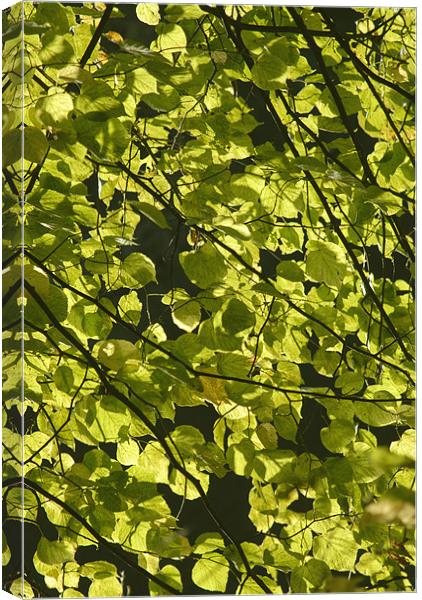 Backlit Leaves Canvas Print by alan willoughby