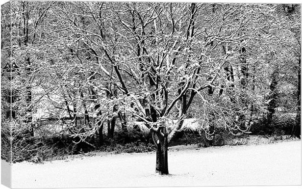 Snowy Tree by the River Canvas Print by John Miller