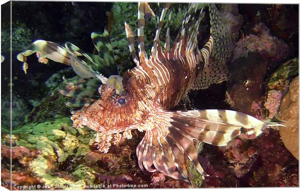 Lionfish,Red Sea. Canvas Print by John Miller