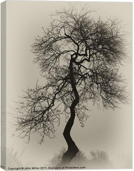 Crooked Tree in Silouette Canvas Print by John Miller
