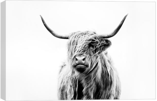 Portrait of a Highland Cow Canvas Print by Dorit Fuhg