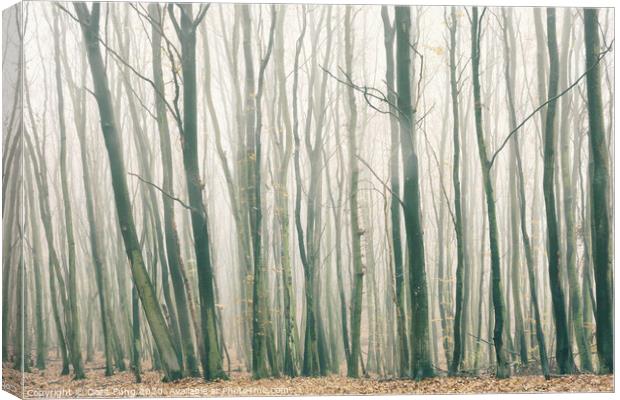 Fog in the Forest Canvas Print by Dorit Fuhg