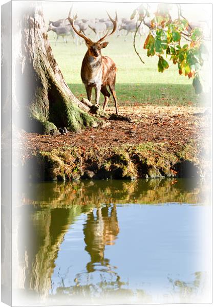 Stag and Water Canvas Print by Richard Thomas