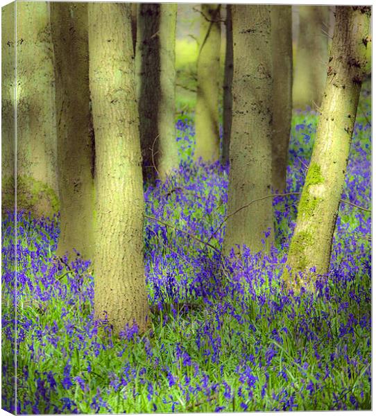 Bluebell Light Canvas Print by Richard Thomas