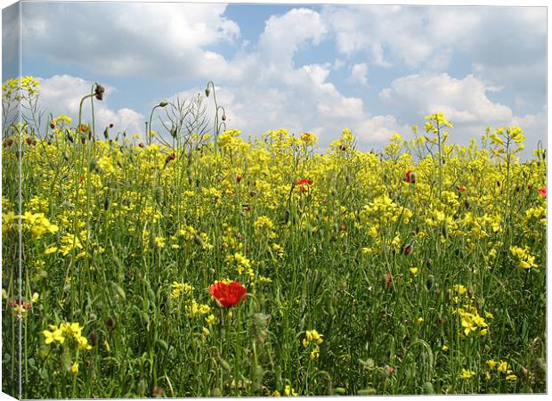 Summer scene Canvas Print by Trevor Worrall