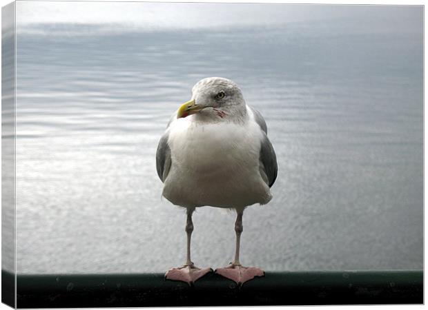 Seagull having a rest Canvas Print by Trevor Worrall