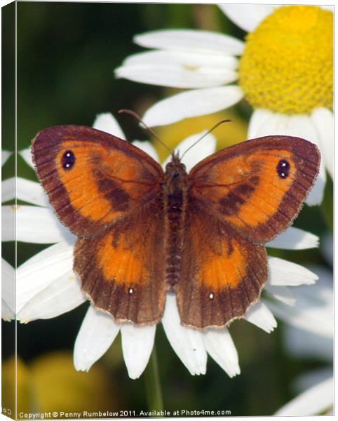 gatekeeper butterfly Canvas Print by Elouera Photography