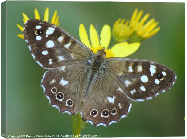 speckledwood butterfly Canvas Print by Elouera Photography