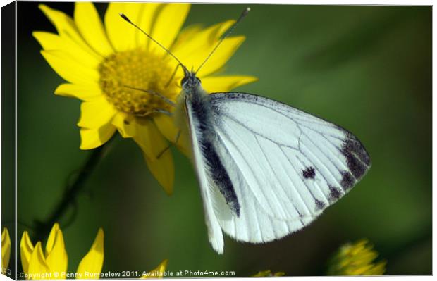 cabbage white Canvas Print by Elouera Photography