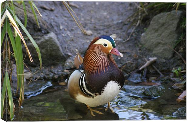 male mandarin duck at pensthorpe Canvas Print by Elouera Photography
