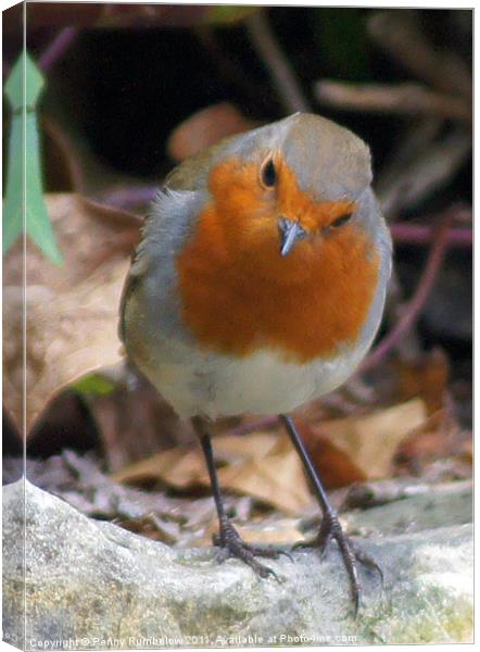 robin on a wall Canvas Print by Elouera Photography