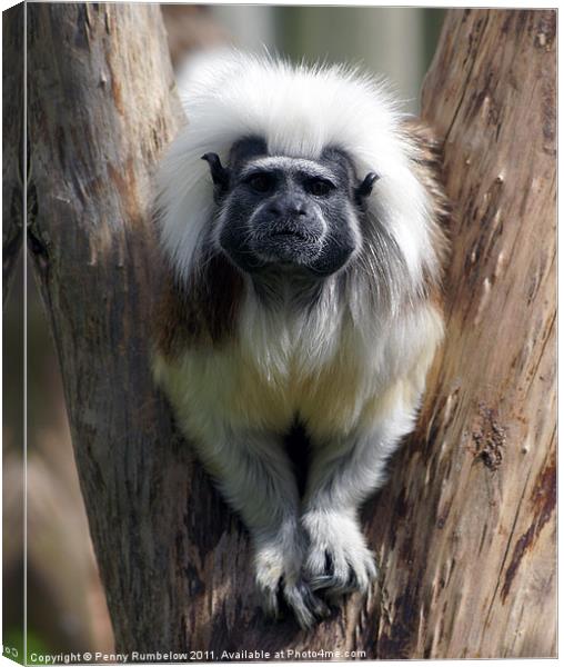 Cotton Topped Tamarin stuck in a tree Canvas Print by Elouera Photography