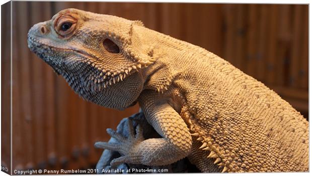 bearded dragon Canvas Print by Elouera Photography