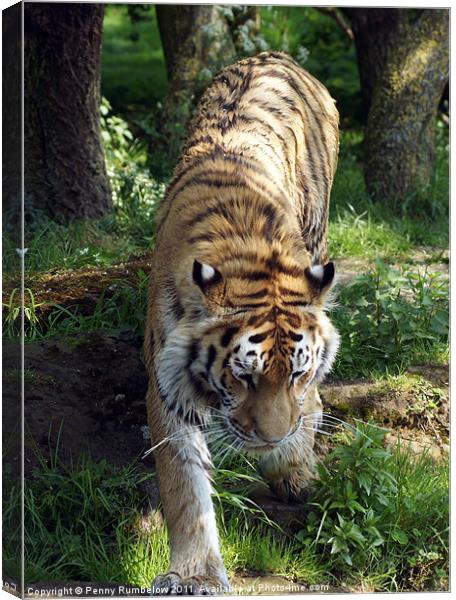 tiger prowling colour Canvas Print by Elouera Photography