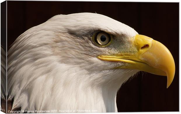 eagle close up Canvas Print by Elouera Photography