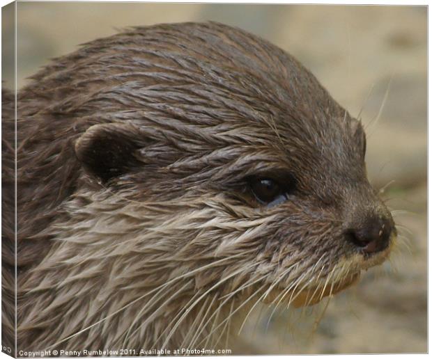 otter close up Canvas Print by Elouera Photography