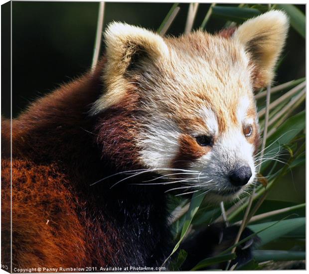 red panda Canvas Print by Elouera Photography