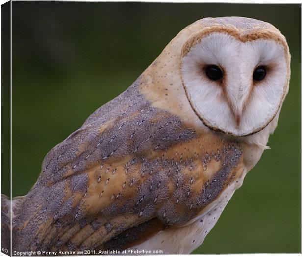barn owl Canvas Print by Elouera Photography