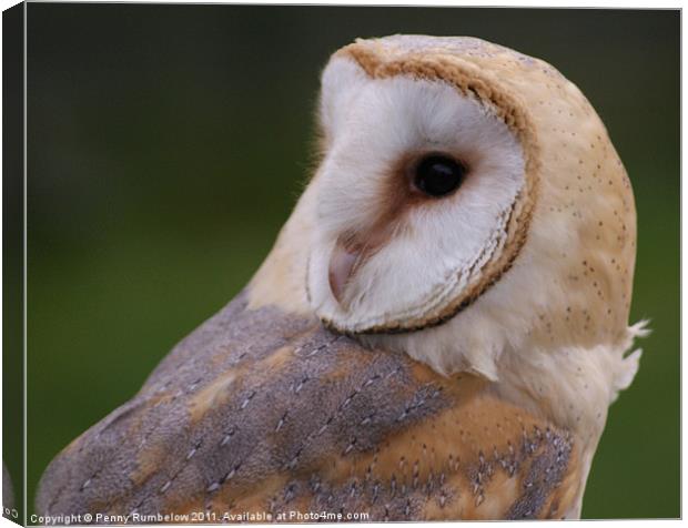 barn owl Canvas Print by Elouera Photography