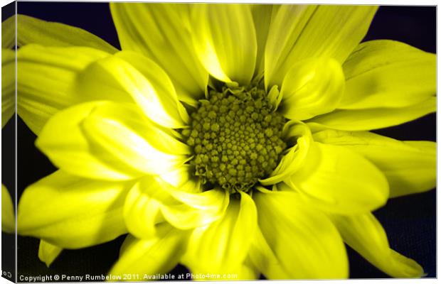 vivid yellow chrysanthemum Canvas Print by Elouera Photography