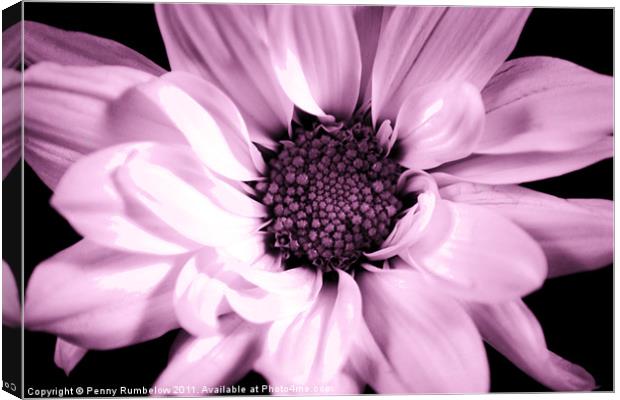 vivid pink chrysanthemum Canvas Print by Elouera Photography