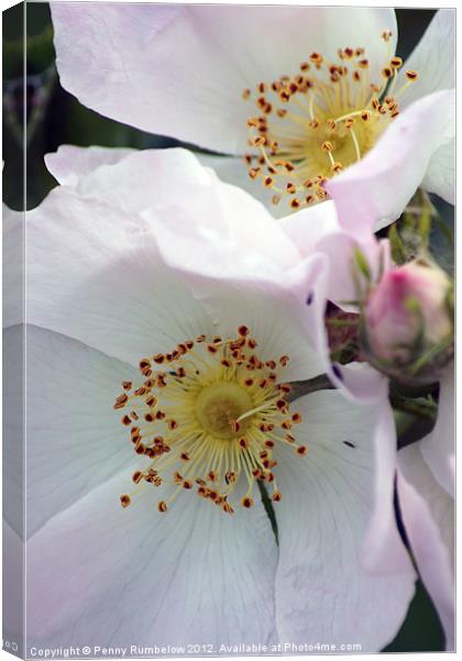 dog rose Canvas Print by Elouera Photography