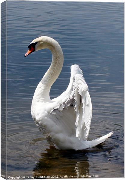 swan wings Canvas Print by Elouera Photography