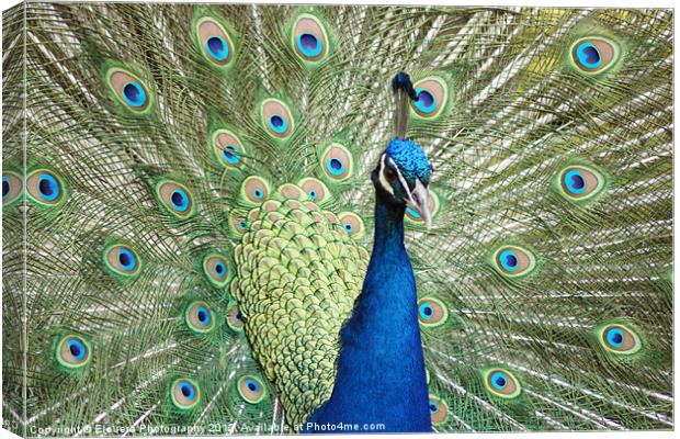 Peacock Canvas Print by Elouera Photography