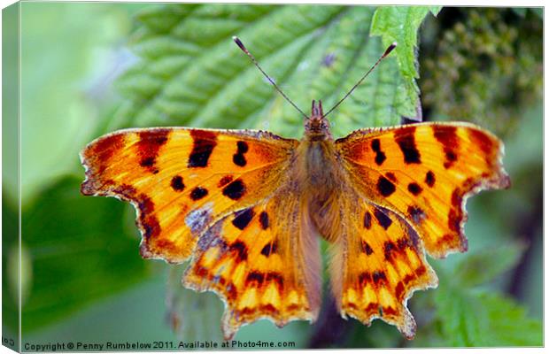 comma Canvas Print by Elouera Photography