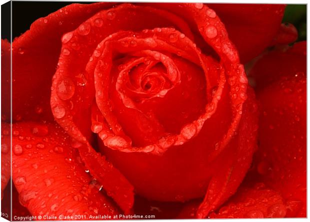 Close up Rose Canvas Print by Claire Clarke