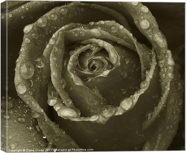 black and white rose Canvas Print by Claire Clarke