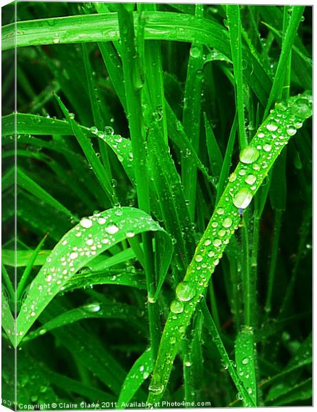 Droplets Canvas Print by Claire Clarke