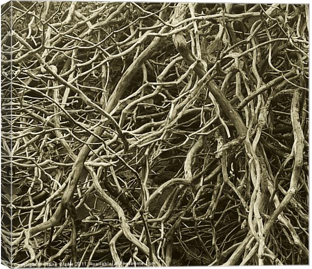 Tangled Trees Canvas Print by Claire Clarke