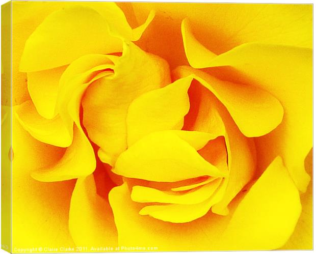 Sunset Rose Canvas Print by Claire Clarke