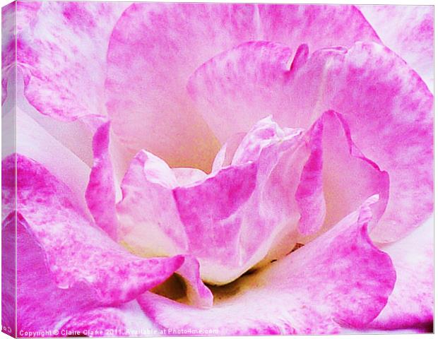 Purple Rose Canvas Print by Claire Clarke