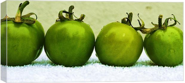 Toned Tomatoes Canvas Print by Claire Clarke