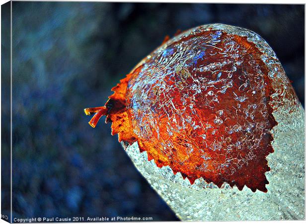 Birch Leaf In Ice Canvas Print by Paul Causie