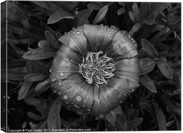 With Raindrops Canvas Print by Paul Causie