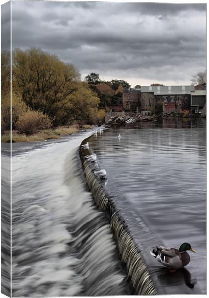 otley weir on river aire west yorkshire Canvas Print by simon sugden