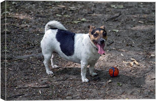  Miniture jack russel at play in park  Canvas Print by simon sugden