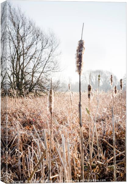 Bulrushes In Winter Sunlight Canvas Print by Martyn Williams