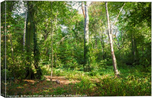 Trees And Sunlight, Colwick Woods, Nottingham Canvas Print by Martyn Williams