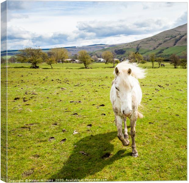 Running Horse, Peak District Canvas Print by Martyn Williams