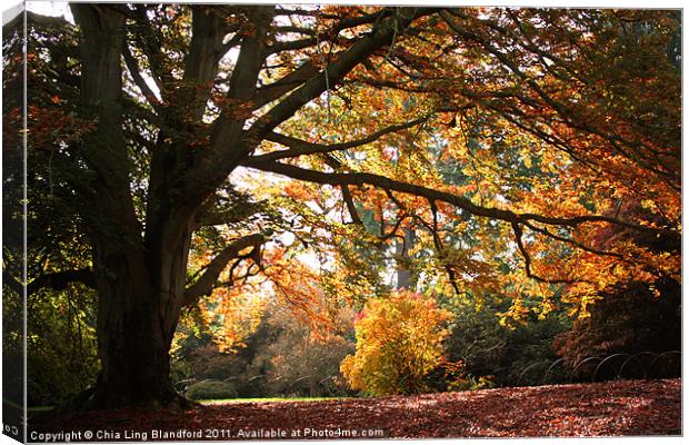 Autumn Beauty Canvas Print by Chia Ling Blandford