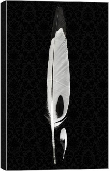 Black and White Feathers Canvas Print by Mary Rath