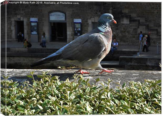  Pigeon Canvas Print by Mary Rath