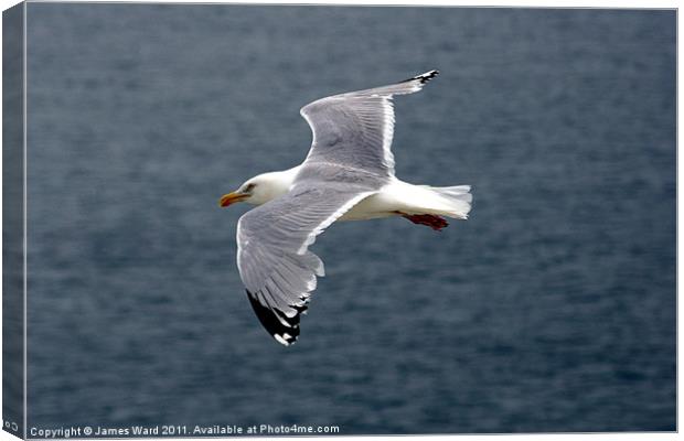 Seagull in flight Canvas Print by James Ward