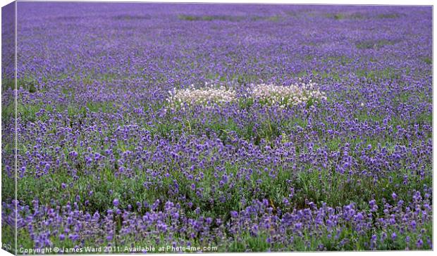 Lavender field 2 Canvas Print by James Ward